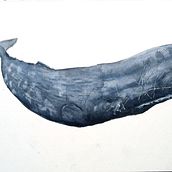 Mi proyecto del curso: Técnicas de ilustración naturalista: ballenas en acuarela. Projekt z dziedziny Trad, c, jna ilustracja,  Projektowanie plakatów, Ilustracja c, frowa i Manga użytkownika Juan Pablo Garcia - 06.09.2022