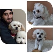 Pets em amigurumi . Un proyecto de Pattern Design de Evelise Furiatti - 06.09.2022
