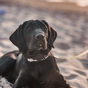 Mein Kursprojekt: Lifestyle-Fotografie mit Hunden . % Katrin Hess tarafından hazırlanan Fotoğrafçılık, Portre Fotoğrafçılığı, Instagram Fotoğrafçılığı, Belgesel Fotoğrafçılık, Ve Yaşam Tarzı Fotoğrafçılığı projesi - 09.08.2022