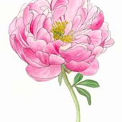 My project for course: Botanical Sketchbooking: A Meditative Approach. Traditional illustration, Sketching, Drawing, Watercolor Painting, Botanical Illustration, and Sketchbook project by Marija Tomasic - 09.08.2022