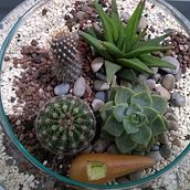 Mi proyecto del curso: Arte vegetal: crea tu propio terrario abierto. Interior Design, L, scape Architecture, Decoration, DIY, Floral, and Plant Design project by Rina Rengifo - 09.09.2022