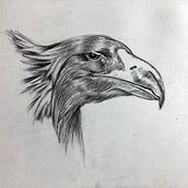 Eagle Pencil Drawing. Projekt z dziedziny R, sunek ołówkiem,  R i sunek użytkownika Suki Sara - 11.09.2022