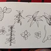 Mi proyecto del curso: Sketchbook botánico: una aproximación meditativa. Un progetto di Illustrazione tradizionale, Bozzetti, Disegno, Pittura ad acquerello, Illustrazione botanica e Sketchbook di Lorena Valderrama Orduz - 14.09.2022