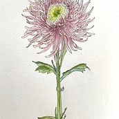 Mein Abschlussprojekt für den Kurs: Botanisches Zeichenheft: ein meditativer Ansatz. Traditional illustration, Sketching, Drawing, Watercolor Painting, Botanical Illustration, and Sketchbook project by Britta Büchner - 10.20.2022