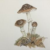 My project for course: Naturalist Illustrations with Watercolors: Drawing and Composition Ein Projekt aus dem Bereich Traditionelle Illustration, Zeichnung, Aquarellmalerei und Naturalistische Illustration von Ellyn Gaspardi - 13.09.2022