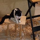 Mi proyecto del curso: Carpintería tradicional con herramientas manuales . % victor_davila_aguilar tarafından hazırlanan Sanat ve El Sanatları, Mobil, a Tasarımı ve Yapımı, Kendin Yap, Ve Ahşap işçiliği projesi - 09.16.2022