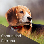 Mi proyecto del curso: Layout web con CSS Grid, Flexbox y otras técnicas modernas. Un progetto di Web design, Web development, CSS, HTML e Design di prodotti digitali di Facundo Mattiassi - 17.09.2022