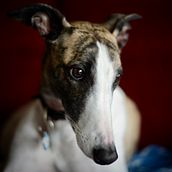 My project for course: Lifestyle Dog Photography. Un projet de Photographie, Photographie de portrait, Photographie pour Instagram, Photographie documentaire, Photographie lifest , et le de Tony Britt-Lewis - 18.09.2022