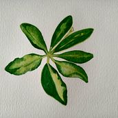 Meu projeto do curso: Desenho botânico realista em aquarela. Design, Traditional illustration, Fine Arts, Painting, Watercolor Painting, and Botanical Illustration project by Teresa M C Lopez - 09.18.2022