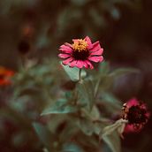 Mi proyecto del curso: Fotografía para principiantes: descubre tu cámara digital . % Hary Rios tarafından hazırlanan Fotoğrafçılık, Dijital Fotoğrafçılık, Fotoğrafik Kompozis, Ve on projesi - 09.19.2022