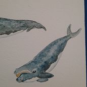 My project for course: Naturalist Illustration Techniques: Whales in Watercolor. Un progetto di Pittura ad acquerello di Logan McMillan - 20.09.2022