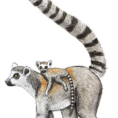 My project for course: Scientific Illustration of Animals in Watercolor . Traditional illustration, Watercolor Painting, Realistic Drawing, and Naturalistic Illustration project by exxodus7 - 09.23.2022