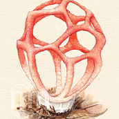 Mushroom Spirit Oracle - release date 2023. Traditional illustration, Watercolor Painting, and Colored Pencil Drawing project by Nicola McIntosh - 09.25.2022