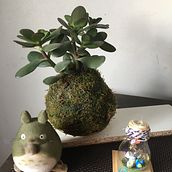 Mi proyecto del curso: Kokedamas: crea macetas naturales de musgo Ein Projekt aus dem Bereich H, werk, Innendesign, L, schaftsbau, Dekoration von Innenräumen, DIY und Blumen- und Pflanzendesign von Marce Madeleine - 20.09.2022