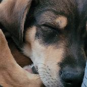 Mi proyecto del curso: Fotografía lifestyle de perros Ein Projekt aus dem Bereich Fotografie, Porträtfotografie, Fotografie für Instagram, Dokumentarfotografie, Lifest und le-Fotografie von Estela Caceres - 24.09.2022