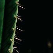 Art in nature. Photograph, and Fine-Art Photograph project by Claudia Viñals argente - 09.26.2022