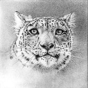Animal Portraits. Realistic Drawing, Traditional illustration, Fine Arts, Naturalistic Illustration, Pencil Drawing, Colored Pencil Drawing, Portrait Drawing, and Drawing project by Mareike H. - 09.27.2022