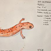 Water Color Salamander Ein Projekt aus dem Bereich Aquarellmalerei von Joe Talley - 29.09.2022