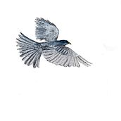 Birds in Watercolour, Graphite, Line & Wash. Traditional illustration, Fine Arts, Graphic Design, Painting, and Pencil Drawing project by Jane A - 09.29.2021
