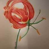 Flame lily  Ein Projekt aus dem Bereich Zeichnen mit Buntstiften von Gabi P - 01.10.2022