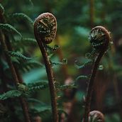 Plants. Un proyecto de Fotografía de Bartek Jędrzejczak - 20.04.2020