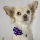 Mi proyecto del curso: Introducción a la fotografía de perros - Proyecto Coco y Luca. Un progetto di Fotografia, Fotografia di ritratto, Fotografia in studio, Fotografia documentaria, Fotografia lifest, le, Fotografia di interni, Design, Collage e Ritocco fotografico di Arismart Marichales - 01.10.2022