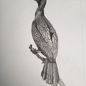 Mi proyecto del curso: Dibujo naturalista de animales con grafito. Traditional illustration, Pencil Drawing, Drawing, and Naturalistic Illustration project by Mario Donoso Valenzuela - 10.02.2022