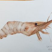 Mi proyecto del curso: Ilustración de universos marinos en acuarela. Traditional illustration, Painting, Watercolor Painting, and Naturalistic Illustration project by olga_carcelen - 10.02.2022