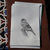 Mi proyecto del curso: Pintura al óleo para retrato naturalista de aves. Fine Arts, Painting, Oil Painting, and Naturalistic Illustration project by Luca Cabral - 03.12.2024