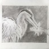 Mon projet du cours : Dessin naturaliste d'animaux au crayon graphite. Traditional illustration, Pencil Drawing, Drawing, and Naturalistic Illustration project by Eric Mourniac - 10.06.2022