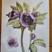 Mon projet du cours : Illustration botanique à l’aquarelle. Un progetto di Illustrazione tradizionale, Belle arti, Pittura, Disegno, Pittura ad acquerello e Illustrazione botanica di nthouveny - 06.10.2022