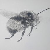 My project for course: Illustrating the Natural World with Watercolor and Charcoal. Traditional illustration, Painting, and Naturalistic Illustration project by fivekidsand3labs - 10.07.2022