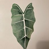 My project for course: Botanical Watercolor for Patterns. Traditional illustration, Pattern Design, Watercolor Painting, and Botanical Illustration project by kvanzweeden - 10.11.2022