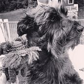 Amigurumi pup friends #domestikapup. Un projet de Artisanat , et Conception de jouets de cheryl ladd - 14.10.2022