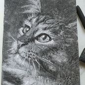 gato carboncillo . % msanzalcaraz tarafından hazırlanan Gerçekçi Çizim projesi - 10.15.2022