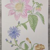 Mi proyecto del curso: Acuarela realista para composiciones botánicas. Un proyecto de Ilustración tradicional, Pintura, Dibujo, Pintura a la acuarela e Ilustración botánica de Noelia Rojas - 15.10.2022