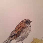 Passerotto . Een project van Traditionele illustratie van isabellalovino - 16.10.2022