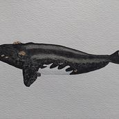 My Final Project; Whales in Watercolor. Un progetto di Illustrazione tradizionale di freemantledesigns - 18.10.2022