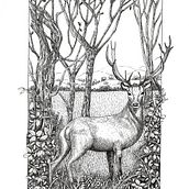 Mon projet du cours : Illustration à l'encre et à la plume : représentez le monde naturel. Projekt z dziedziny Sketching,  R, sunek,  R, sunek art, st, czn, Sketchbook,  R, sunek atramentem, Ilustracja naturalist i czna użytkownika Amena Nathan - 19.10.2022