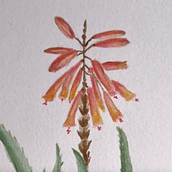 Mein Abschlussprojekt für den Kurs: Botanisches Zeichenheft: ein meditativer Ansatz. Un progetto di Illustrazione tradizionale, Bozzetti, Disegno, Pittura ad acquerello, Illustrazione botanica e Sketchbook di Bee Bei - 20.10.2022