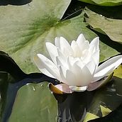 ArteMedicina Ein Projekt aus dem Bereich Social Media Design, Grafikdesign, Design und Werbung von Marcela Castro - 21.10.2022