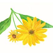 My project for course: Botanical Illustration with Watercolors. Traditional illustration, Fine Arts, Painting, Drawing, Watercolor Painting, and Botanical Illustration project by biruteis - 10.22.2022