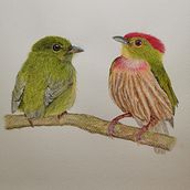 Mi proyecto del curso: Ilustración naturalista de aves con acuarela. Traditional illustration, Watercolor Painting, Realistic Drawing, and Naturalistic Illustration project by Paula Ocampo - 10.24.2022