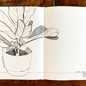 Pandurata. Traditional illustration, Sketching, Drawing, Sketchbook & Ink Illustration project by anacaballerofz - 10.24.2022