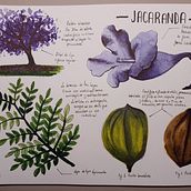 Estudio de la Jacaranda . Ilustrație tradițională, Pictură în acuarelă, Ilustrație botanică și Caiet de schițe de Irene T. R. - 10.26.2022