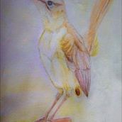 AVES . Ilustrasi tradisional proyek oleh Carola Ivone Caballero - 07.04.2022