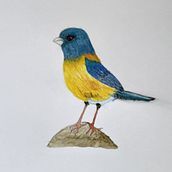 My project for course: Naturalist Bird Illustration with Watercolors. Traditional illustration, Watercolor Painting, Realistic Drawing, and Naturalistic Illustration project by dianamoon13 - 10.20.2022