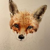 Mr Fox. Een project van Traditionele illustratie, Aquarelschilderen, Realistische tekening y Naturalistische illustratie van Suzie Duncan - 29.10.2022