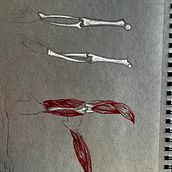 My project for course: Anatomical Drawing of Limbs, Hands and Feet. Projekt z dziedziny  Sztuki piękne, Sketching, R, sunek ołówkiem,  R, sunek, Portret, R, sunek realist, czn,  R, sunek art, st, czn, Sketchbook, R, sunek anatomiczn,  R i sunek atramentem użytkownika Katie Briggs - 31.10.2022