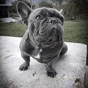 Mi proyecto del curso: Fotografía lifestyle de perros. Photograph, Portrait Photograph, Instagram Photograph, Documentar, Photograph, Lifest, and le Photograph project by cristianhurtadocm - 11.01.2022